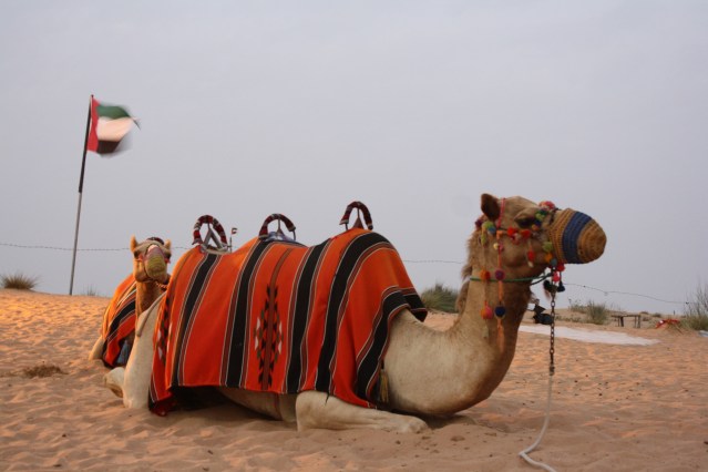 camel
