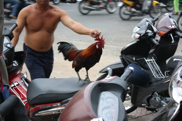Rooster scooter
