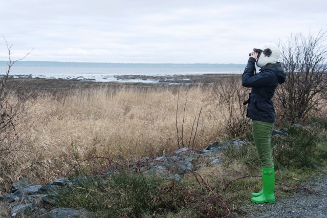 searching for the snowy owl