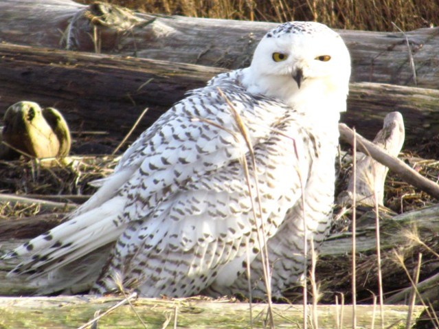 snowy owl
